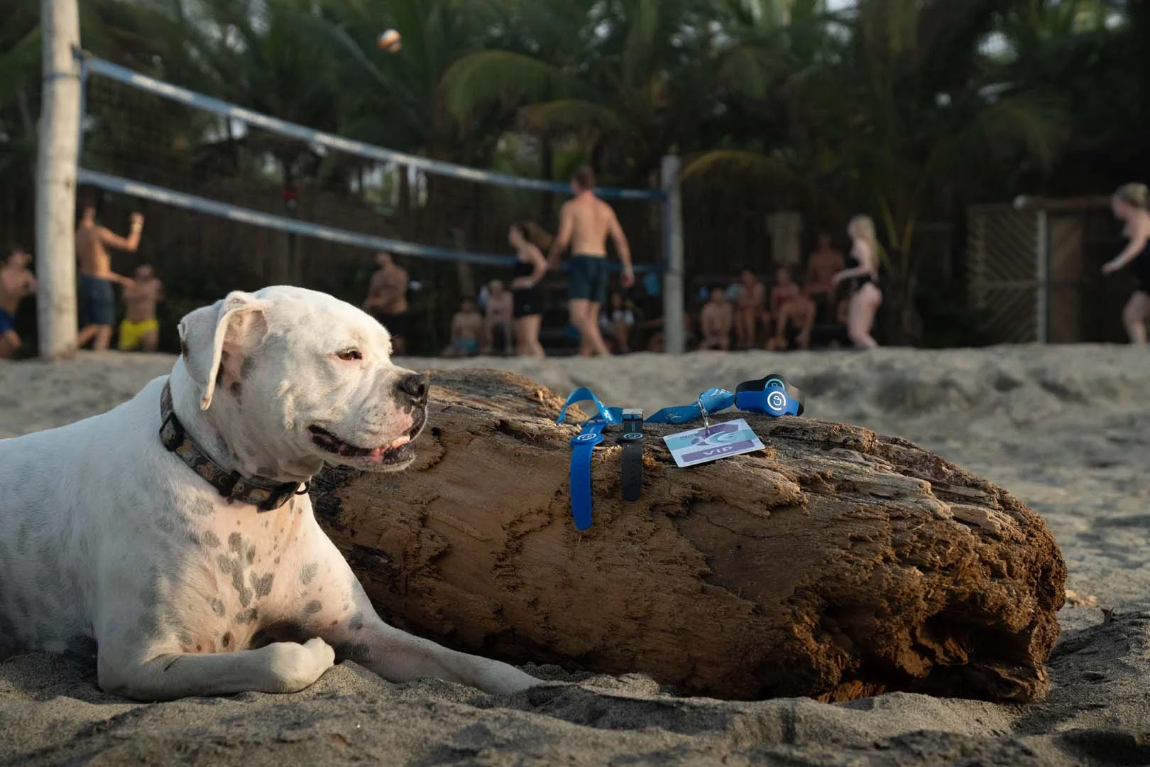 Dog watching people play volleyball